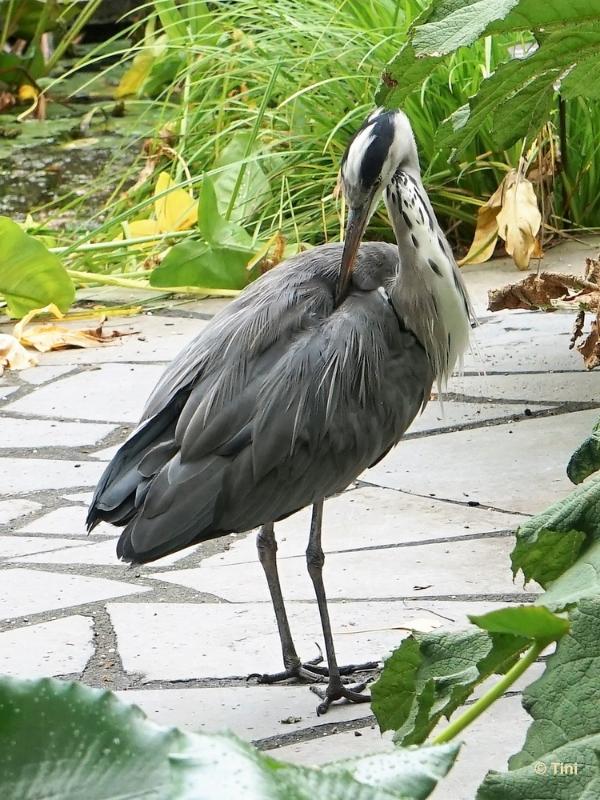 bdFoto 15.JPG - Artis en de hortus botanicus